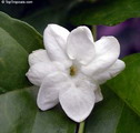 Jasminum Sambac